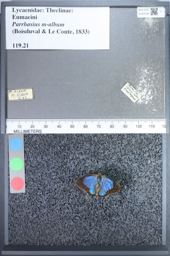 Media type: image;   Entomology 69438